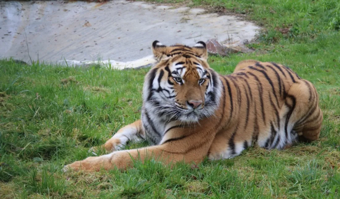 Kaïro est âgé de trois ans et demi